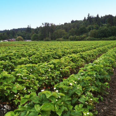 Spooner Berry Farm photo