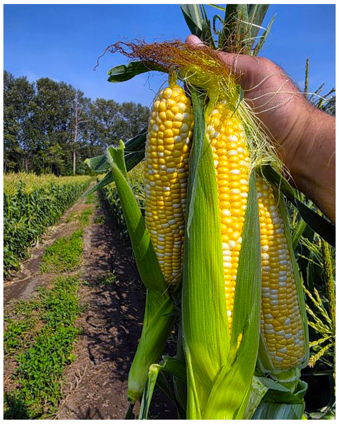 corn site corn site